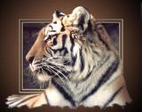TigerMat.jpg